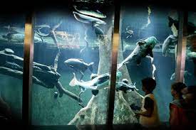 aquariumspeciaalzaak kampen