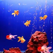 vis aquarium