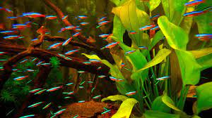 vissen in een aquarium