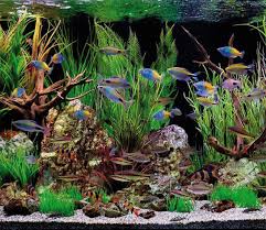 aquarium soorten
