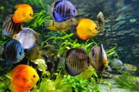 zoetwatervissen aquarium kopen
