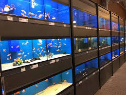 aquarium tropische vissen kopen