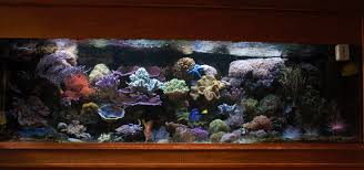 2 meter aquarium te koop