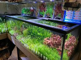 planten aquarium kopen