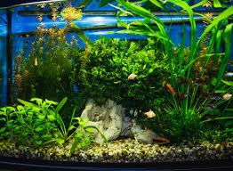 aquarium online kopen belgie