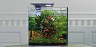 zoetwater aquarium