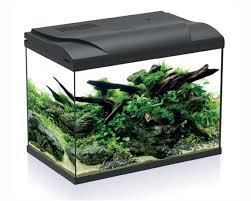 beginners aquarium