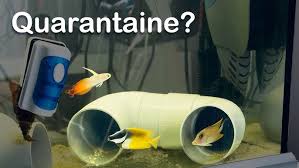 quarantaine aquarium