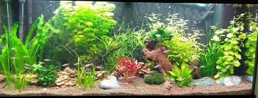 aquariums aquaria