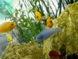 aquariumwinkel gelderland