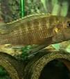 aquarium vissen zoetwater