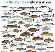 vissen in nederland