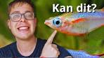 koudwater vissen