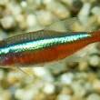 aquariumvissen soorten