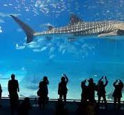 grote vissen aquarium