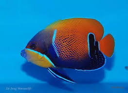 grootste aquariumwinkel belgie