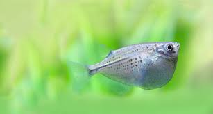tropische aquariumvissen