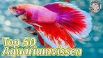 zoetwater tropisch aquarium