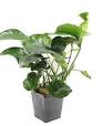 grote aquarium planten