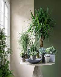 planten