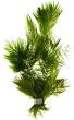 snelgroeiende aquariumplant