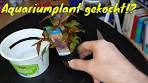aquarium planten planten