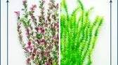 aquarium planten plastic