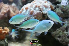 koud water aquarium vissen