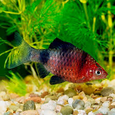 tropische zoetwatervissen aquarium