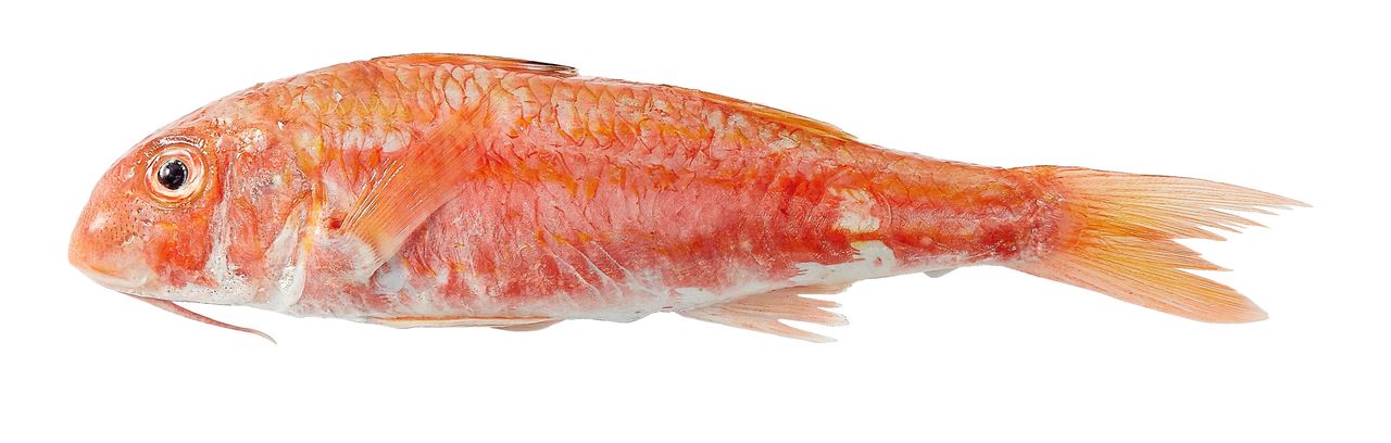 octopus kopen aquarium