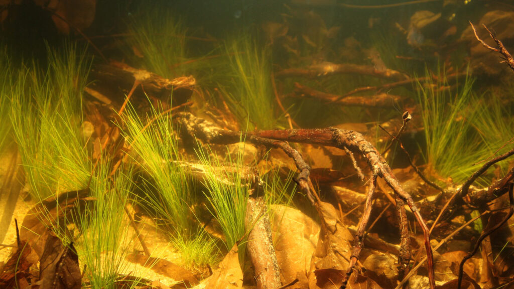 snel groeiende aquariumplanten