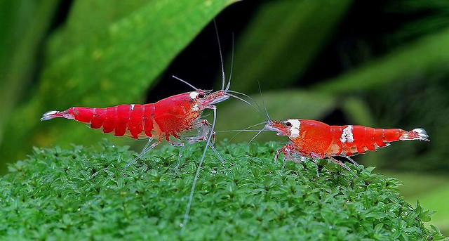 warm water vissen soorten